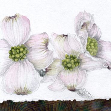 WATERCOLOR IN BOTANICAL ART - S Wegener- Thurs Afternoons - 5 WEEKS April 23, 30, May 7, 14, 21 (No class April 16)